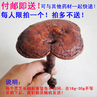  1元付邮即送 灵芝 木灵芝个 中药材批发 整枝每人限1个另有灵芝片