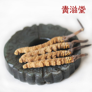  西藏那曲冬虫夏草新草 精选 4条1克 包邮
