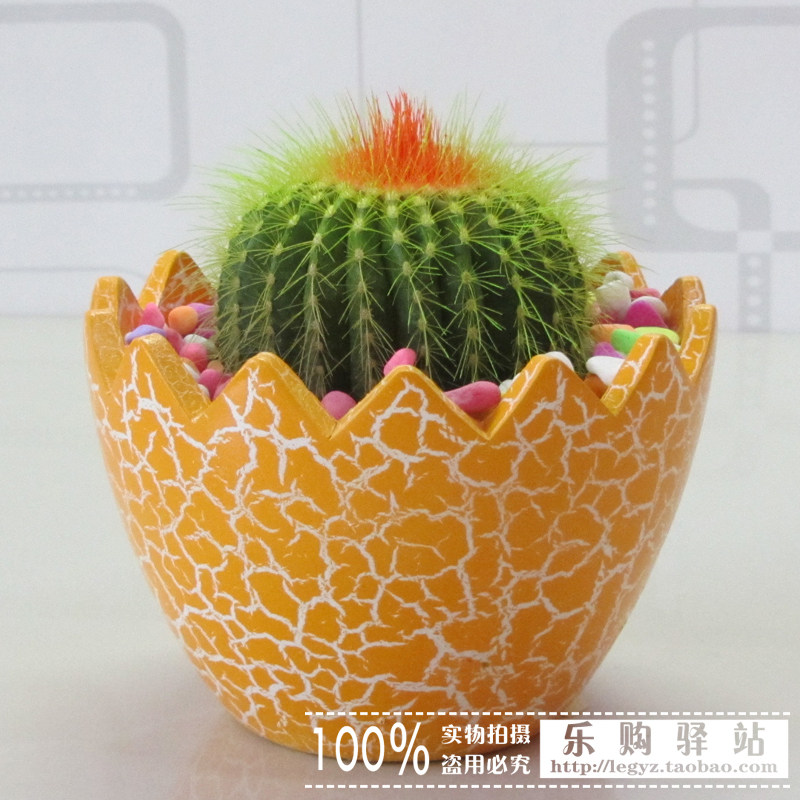 室内花卉多肉植物 仙人球防辐射盆栽 金冠仙人掌（含花盆土彩石）