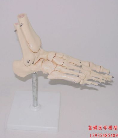 人体脚关节模型 脚解剖模型 足部护理模型