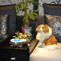 仿真狗 仿真牧羊犬 苏格兰牧羊犬 动物模型 客厅装饰摆设摆件