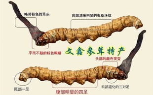  新草！长白山冬虫夏草 同仁堂精选级别虫草 1克3条 5克包申通