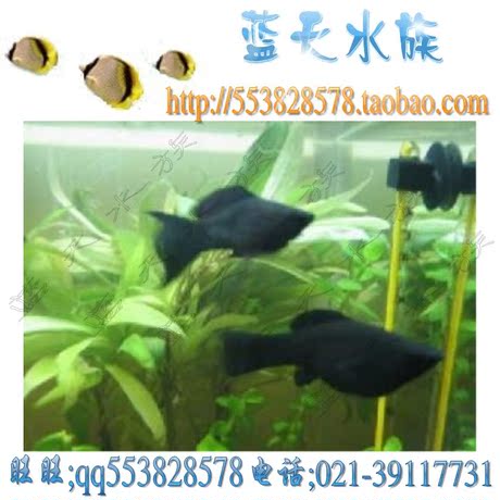 双冠信誉~热带鱼 观赏鱼 黑玛丽 黑球 小型鱼鱼