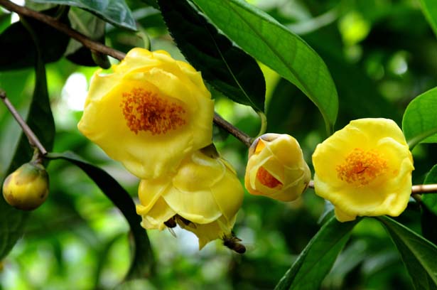 名贵珍稀茶花苗,凹脉金花茶苗 ,四季金花茶苗, 防城金花茶树苗在类目 鲜花速递/花卉仿真/绿植园艺, 花卉/绿植盆栽(新), 绿植中 - 来自Buy2taobao.com提供专业的淘宝代购服务