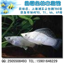 银玛丽(小金鱼观赏鱼热带鱼大鱼缸水族箱用品)