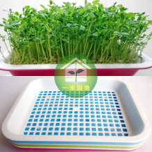 带托底 小麦草芽苗菜阳台双层种植盘 芽苗盘 附彩印种植方法 果盘