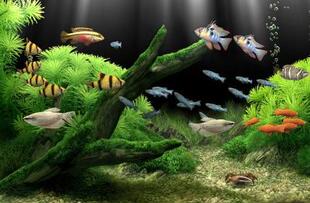 电脑手机待机图片观赏鱼E