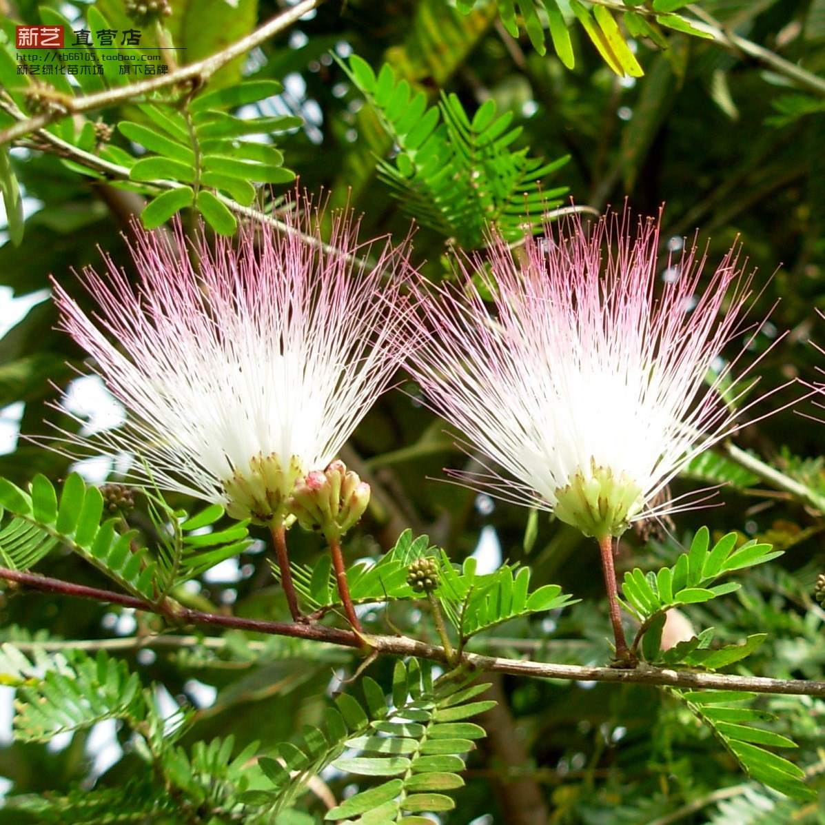 Acacia tree silk tree Ronghua tree courtyard Flower Symbol Grandest Acacia Trees green Seedlingsin the Flower delivery/Flowers simulation/Plants gardening , Garden Plants/Trees/Fruit tree, Trees/Arbor category - from Buy2taobao.com to provide professional Taobao agent buy service