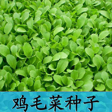 森达园艺 青菜 上海青种子 绿色蔬菜 含有丰富的