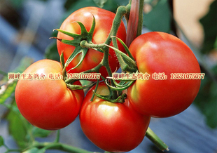  有机蔬菜农家肥种植自然成熟无农药化肥种植新鲜番茄本地西大红柿