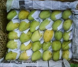 海南新鲜水果大青芒果澳芒大头芒果香芒果超好