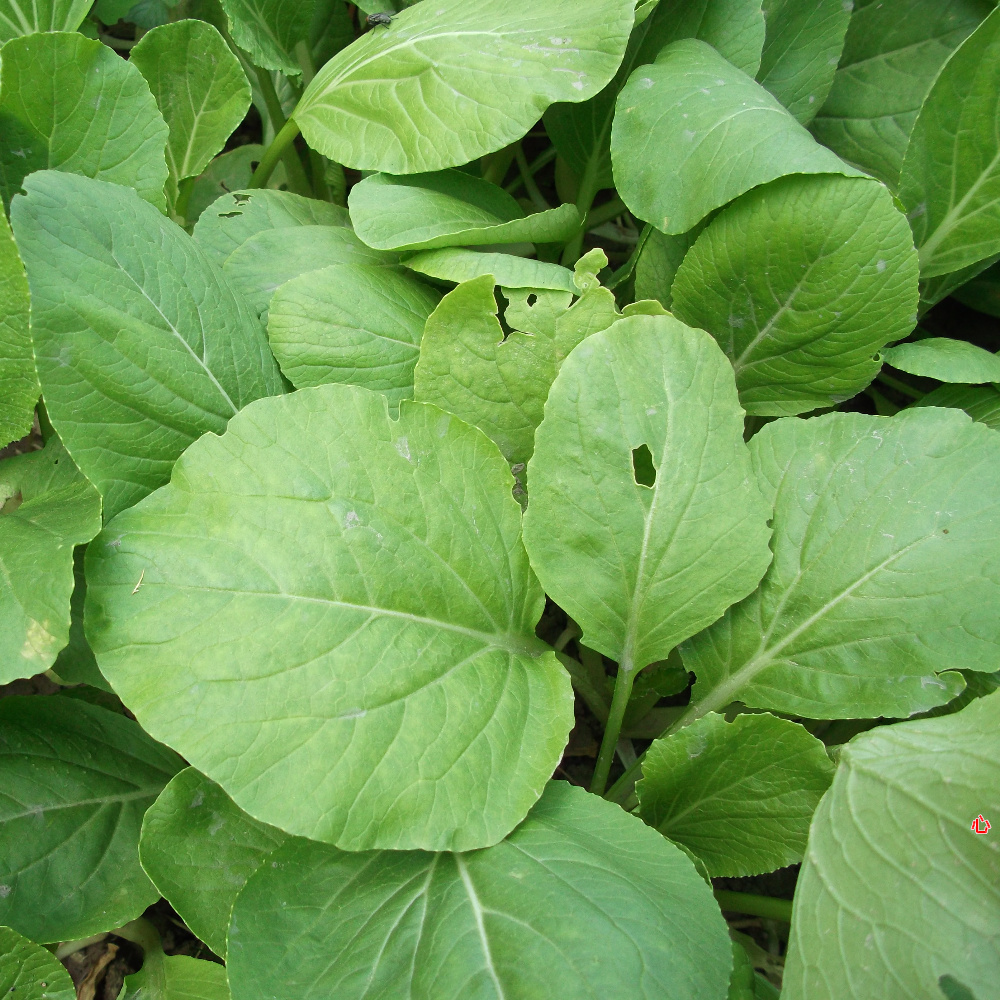 只发江浙沪农家露天新鲜蔬菜 绿色蔬菜|msdalam kategori daging perikanan/Buah-buahan segar dan sayur-sayuran/dimasak, sayur-sayuran segar/Vegetable Products, sayur-sayuran segar, lain - dari Buy2taobao.com untuk memberikan perkhidmatan ejen Taobao profesional membeli