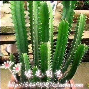 巴西龙骨苗盆栽花卉绿植镇宅辟邪植物防辐射新