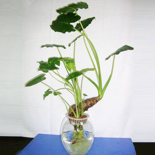 教会大家做菜农---水培植物制作方法（18）
