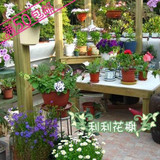 夏播耐热易种家庭花卉组合优惠套餐~30元包圆通快递