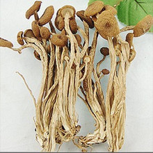 特级茶树菇干货/茶新菇/茶树冰菇/食用菌/汤料