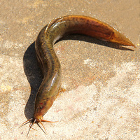 10% 青草鱼 黄鳝-体长鱼 农村稻田捕获 包活新