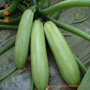  【京黔园】绿色食品优质蔬菜 西葫芦 茭瓜 白瓜北京买菜3小时到家