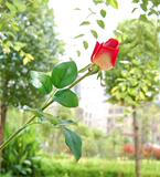 taobao english 13852892979
