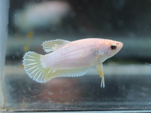 泰国斗鱼 母鱼 随机【静水斗鱼坊】