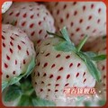 盆栽果树苗 白草莓/菠萝草莓苗 非常好吃 四季草莓苗