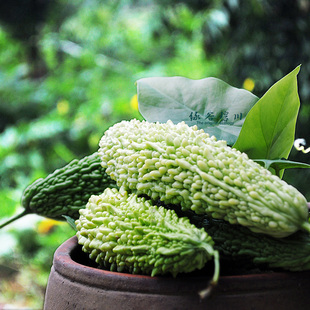  【绿谷碧川】农家新鲜有机苦瓜 绿色蔬菜 原生态传统老品种