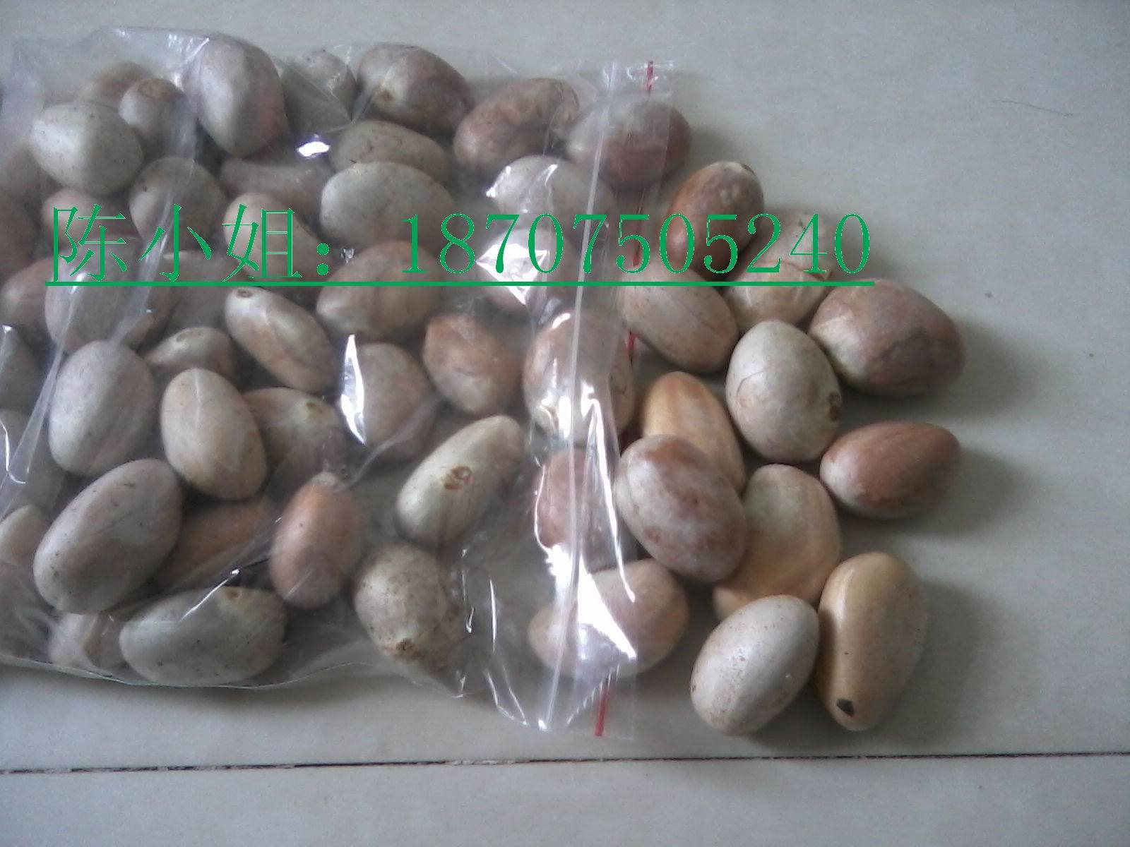 南方水果菠萝蜜种子,木菠萝种子、树菠萝种子