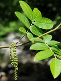野生古树 正品青钱柳茶 嫩叶茶 降血糖 降血脂 降糖茶 包邮