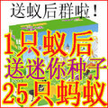 特大号正品蚂蚁工坊城堡蚂蚁屋蚂蚁工房送宠物弓背蚁种子送蚁后