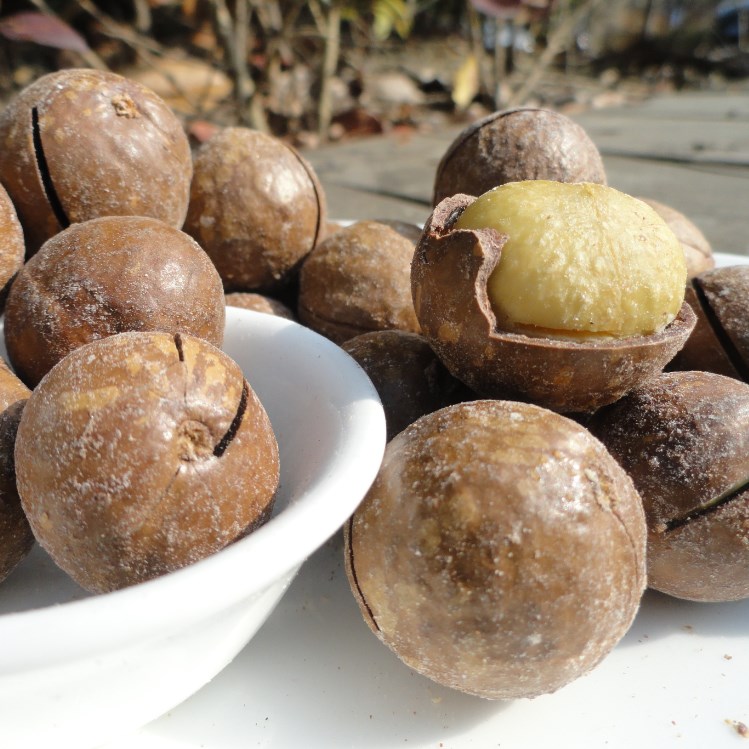 新货 奶油味夏威夷果500g 特大籽 澳洲坚果 7斤包邮|ruв категории закуски/орехи/специальность, ореховый/орехи/жареные семечки, макадамии в скорлупе - от Buy2taobao.com для оказания профессиональной услуги покупки агента Taobao