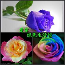 新摘玫瑰种子发芽率高一个月左右出 24种颜色大促销