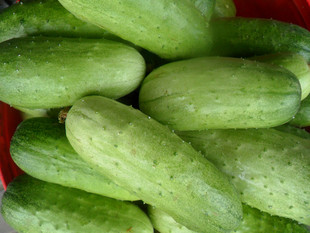  天津蓟县山区特产 秋黄瓜 鲜黄瓜 嫩黄瓜 新鲜蔬菜瓜果 实体店