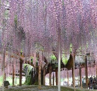 品种◆果大色艳◆,出售果树苗木 美国黑核桃 核