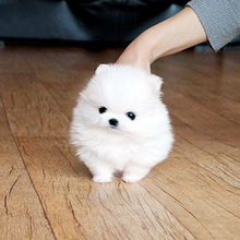 凌空犬业 韩国最新到货 纯血统极品白色博美犬 公 宠物狗 T407L