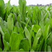 菊苣种子又叫肥猪菜(Chicory)养猪好饲料牧草种子|ruв категории доставка цветов/цветок моделирования/растения садоводства, цветок/овощи и фрукты/газон семян (новая), домашнее садоводство семян - от Buy2taobao.com для оказания профессиональной услуги покупки агента Taobao