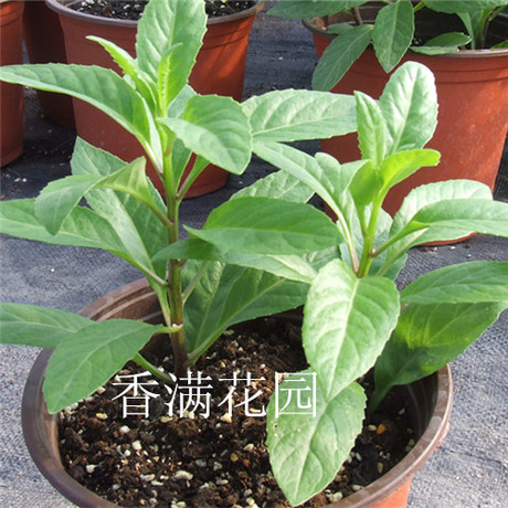 明月草能降血糖吗_有一种草能降血糖,生活中到处都是
