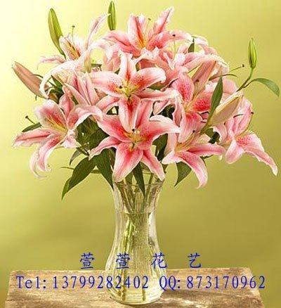 售花卉苗木 君子兰(清新空气,居家必选).,<em>姐妹</em>卡