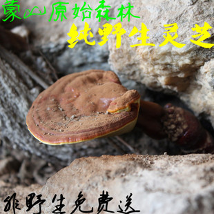  采于海拔1000米沂蒙山 野生灵芝 野生赤芝 灵芝草 非野生免费送