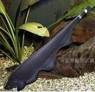 观赏鱼魔鬼刀又称黑魔鬼\/羽毛鱼-淘宝网