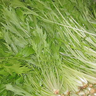  有机新鲜蔬菜 新鲜京水菜 京水菜 狗牙生菜 西餐配料