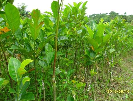 供应湿包菠萝蜜苗 木菠萝果苗,湿包菠萝蜜单果