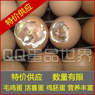  特价限量鲜活破壳 毛鸡蛋 旺蛋 凤凰蛋/活喜蛋 营养21天毛蛋 带毛