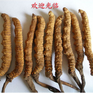  【假一罚三】野生西藏那曲冬虫夏草 正品虫草 10g起售包邮 2条/g