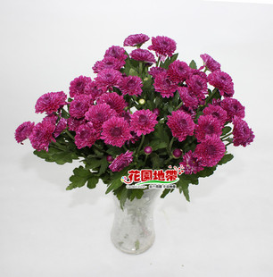 花店实拍 荷兰进口雏菊 深紫色雏菊鲜切花 北京