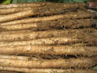  今年徐州新鲜牛蒡根江浙沪皖免邮牛蒡茶 零利润促销仅此一周哦