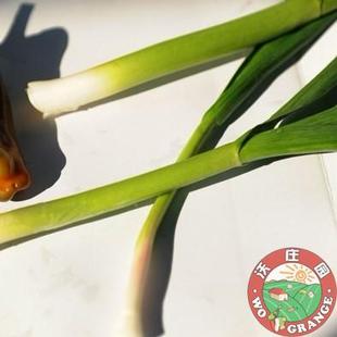  沃庄园 精品青蒜500g 无公害新鲜蔬菜防癌抗癌 今日秒杀菜市场