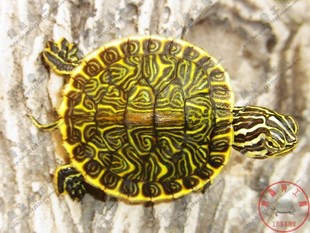 德州甜甜圈龟水龟宠物龟乌龟黄肚火焰龟适合新