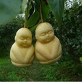 家居盆栽果树苗 人参果树苗 培育新品种果树苗