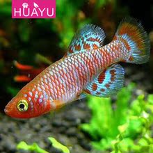 热卖创意礼物礼品！土+水=鱼！爱情魔法鱼！热带鱼