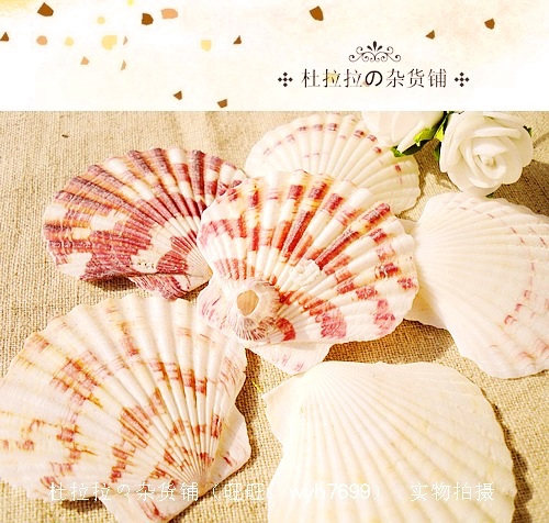浪漫地中海 大海恩赐 纯天然彩色小贝壳 拍照道具促销1.0元3片